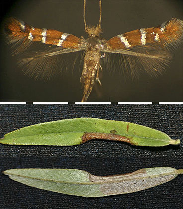 Porphyrosela desmodiella images