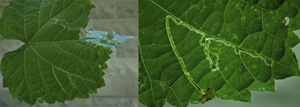 Phyllocnistis vitifoliella leaf mine images