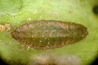 Heliodinidae pupa image