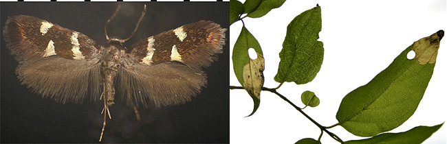  Antispila cornifoliella images