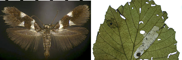  Antispila viticordifoliella images