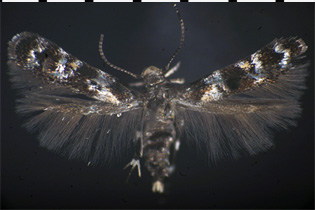 Mompha argentimaculella image