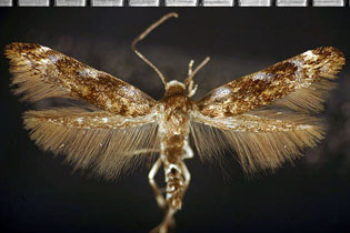 Mompha luciferella image