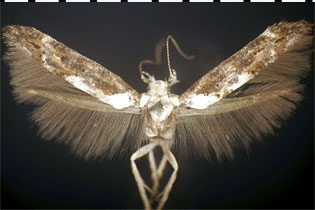 Mompha murtfeldtella image