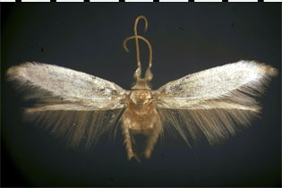 Opostegidae Pseudopostega quadristrigella images