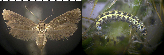 Rhamphura species larva adult images