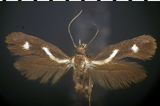 Landryia impositella Coles County image