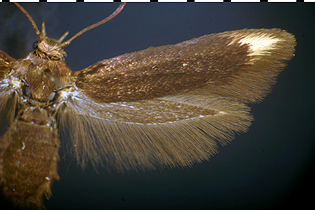 Scythris basilaris image