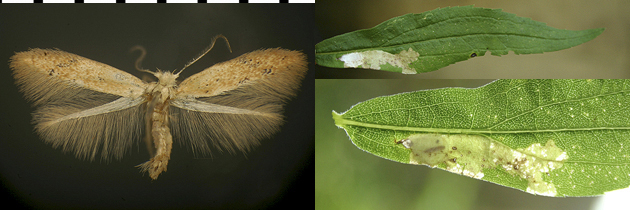 Astrotischeria solidagonifoliella image