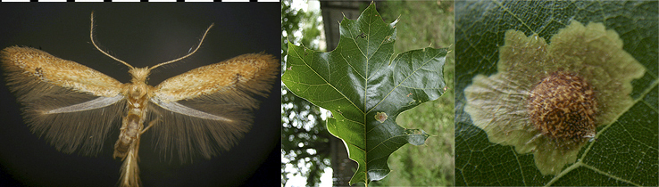 Tischeria quercitella image