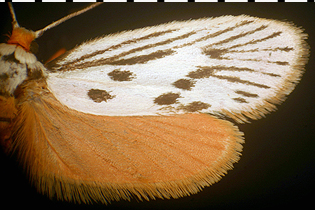 Lactura pupula image