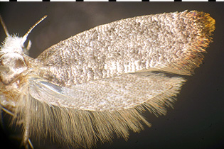 Swammerdamia caesiella image